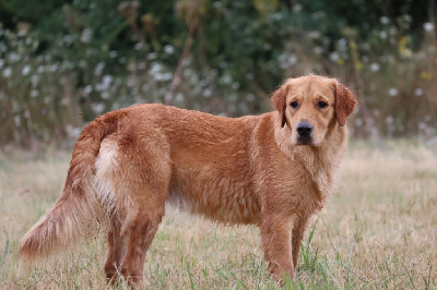 Étalon Golden Retriever - Ultime craquage 'damas' De La Vallée Des Golden D'Or