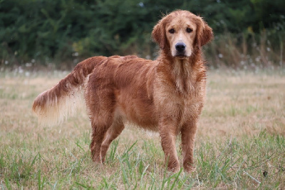 Étalon Golden Retriever - Unite divine 'hera' De La Vallée Des Golden D'Or