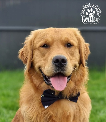 Étalon Golden Retriever - double willow Caesar call sign starlight