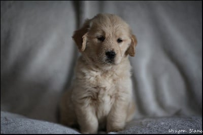 Étalon Golden Retriever - Vecna de la Vallée du Dragon Blanc