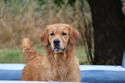 Étalon Golden Retriever - Tout pout plaire De La Vallée Des Golden D'Or