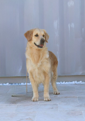 Étalon Golden Retriever - Ravene des terres australes