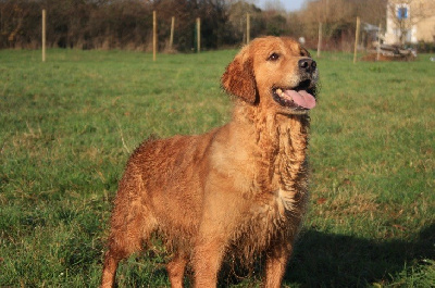 Étalon Golden Retriever - Pour la vie ma shiva Des Puppys Goldens Love