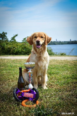 Étalon Golden Retriever - Surya De La Vallée Des Golden D'Or