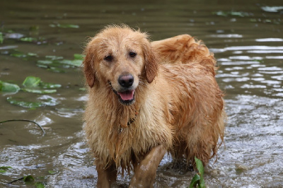 Étalon Golden Retriever - Prete a tout dite pepe De La Vallée Des Golden D'Or