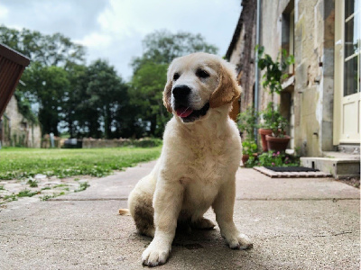 Étalon Golden Retriever - Victor the rock Of Hawkchurch Cottage