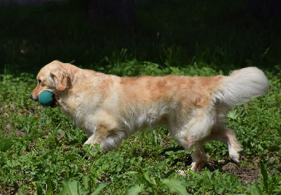 Étalon Golden Retriever - Prima donna de Joyenval