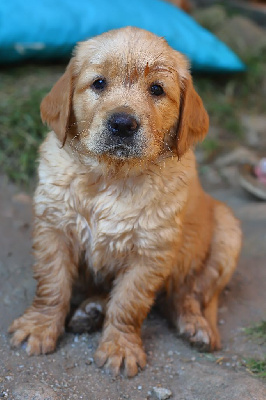 Étalon Golden Retriever - Velours Du Moulin Des Goyons