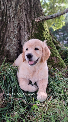 Étalon Golden Retriever - Vénus Du Clos De La Roseliere