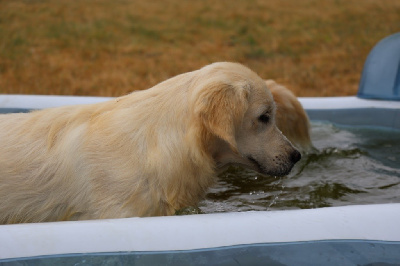 Étalon Golden Retriever - Un-rail-de-c 'snow' De La Vallée Des Golden D'Or