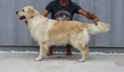 Étalon Golden Retriever - Sweetie des enclos de la fournaise