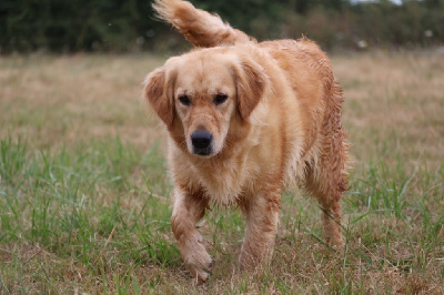 Étalon Golden Retriever - Swann De La Vallée Des Golden D'Or