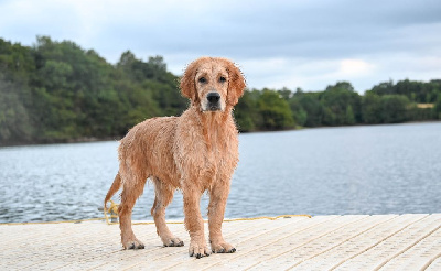 Étalon Golden Retriever - Vegas Du Clos Richard