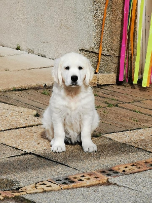 Étalon Golden Retriever - Venise Bihan ki breizh