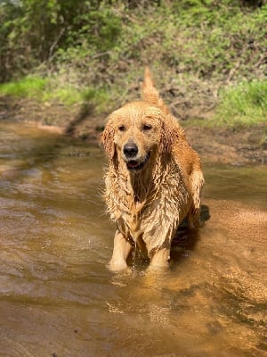 Étalon Golden Retriever - Romie des Douces Merveilles