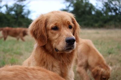 Étalon Golden Retriever - Tentation des terres sacrées d’aurus