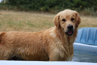 Étalon Golden Retriever - Togo De La Vallée Des Golden D'Or