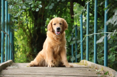 Étalon Golden Retriever - Shakira des terres sacrées d’aurus