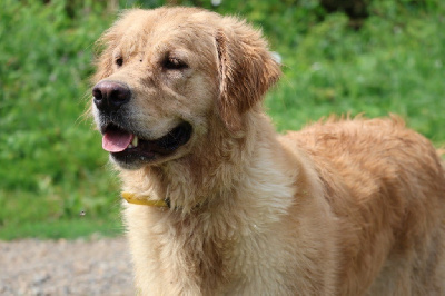 Étalon Golden Retriever - The first lady De La Vallée Des Golden D'Or