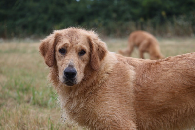 Étalon Golden Retriever - Une si jolie violette De La Vallée Des Golden D'Or