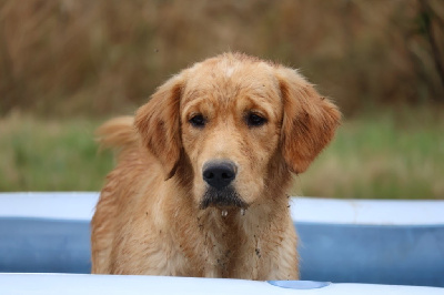 Étalon Golden Retriever - Un petit imprevu 'queen' De La Vallée Des Golden D'Or