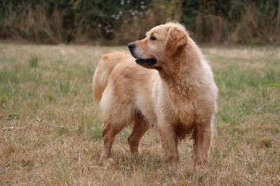 Étalon Golden Retriever - O'doolin Des Puppys Goldens Love