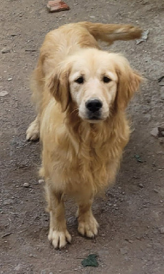 Étalon Golden Retriever - Octavia Des terres sacrees