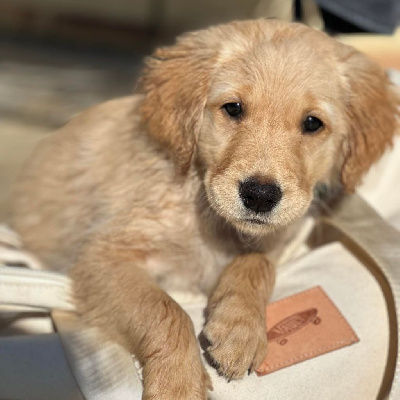 Étalon Golden Retriever - Vanille Du Val D'Isao