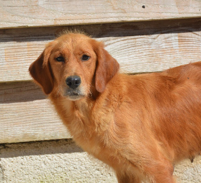 Étalon Golden Retriever - Tierra del sol du Domaine D'Eily