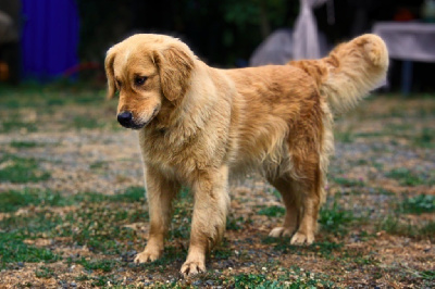 Étalon Golden Retriever - Tessa De La Vallée Des Golden D'Or