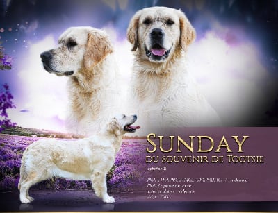 Étalon Golden Retriever - Sunday Du Souvenir De Tootsie