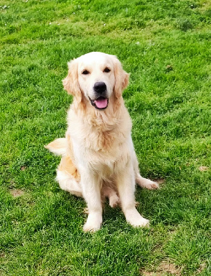 Étalon Golden Retriever - Téha Des Bois Ronflants