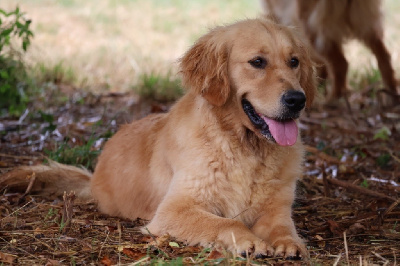 Étalon Golden Retriever - Sauvage De La Vallée Des Golden D'Or