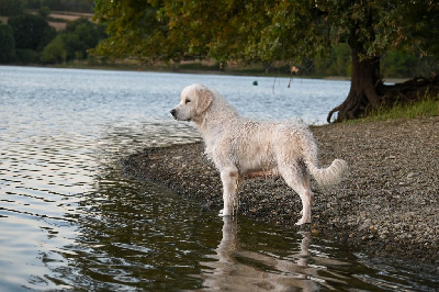 Étalon Golden Retriever - Tess de bihan ki breizh