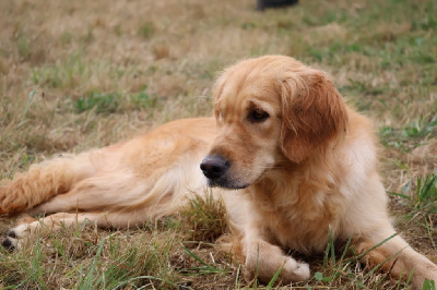 Étalon Golden Retriever - Sangha De La Vallée Des Golden D'Or