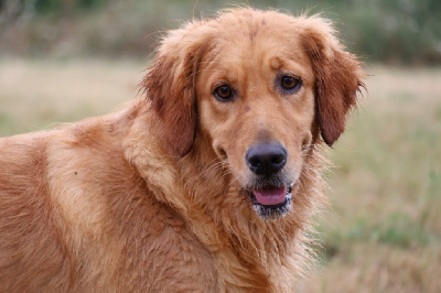 Étalon Golden Retriever - Rose De La Vallée Des Golden D'Or