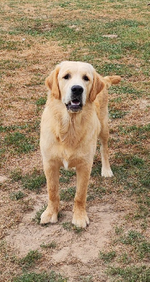 Étalon Golden Retriever - Upso A Star Is Born