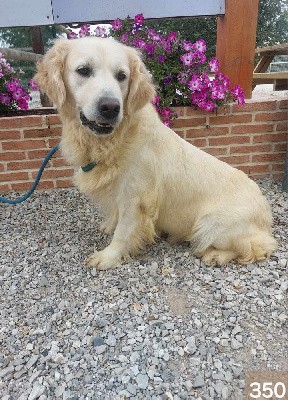 Étalon Golden Retriever - Respire de la Vallée de Saint Samson