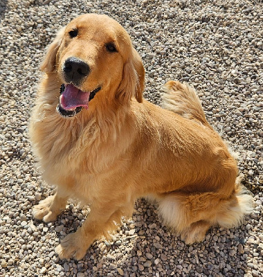 Étalon Golden Retriever - Shadow Des Fields D'Austrasie