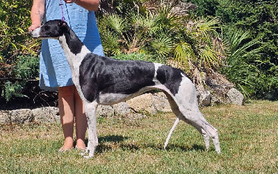 Étalon Greyhound - CH. Ultra-moderne Des dames du lac