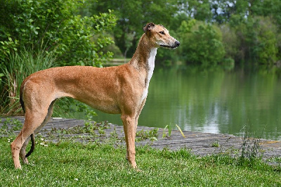 Étalon Greyhound - Une daisyree des sables d'élodie