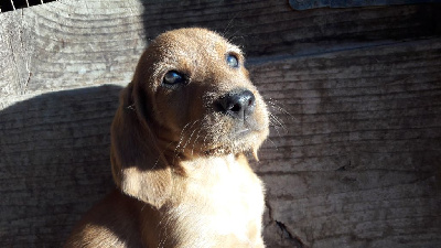 Étalon Griffon fauve de Bretagne - Paillette Des Granges Du Lachat