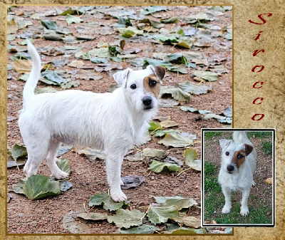 Étalon Jack Russell Terrier - Sirocco de la Bruyère de Jade