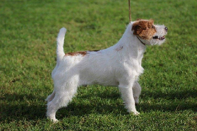 Étalon Jack Russell Terrier - CH. russellville's Sgt. jack steel