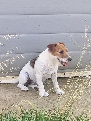 Étalon Jack Russell Terrier - Sushi de la pinkinerie