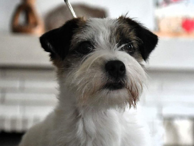 Étalon Jack Russell Terrier - Sixtine Des Gerveilles