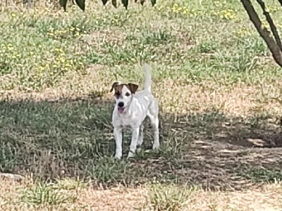 Étalon Jack Russell Terrier - Surprise de la pinkinerie