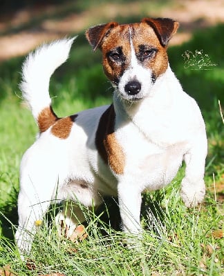 Étalon Jack Russell Terrier - Baci di sutri