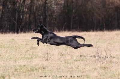 Étalon Labrador Retriever - Connivence Twist again