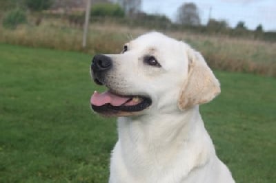 Étalon Labrador Retriever - Oui will Des bories de yakoubia